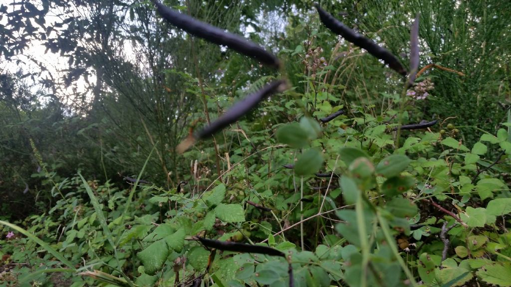 Baccelli di Lathyrus?
